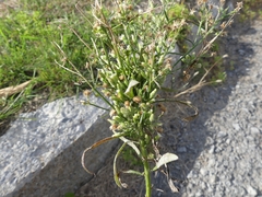 Rhopalomyia erigerontis