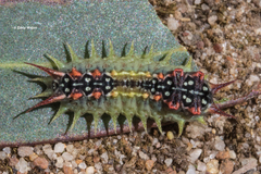 Doratifera quadriguttata