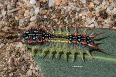 Doratifera quadriguttata