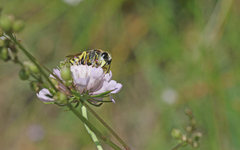 Bembix tarsata