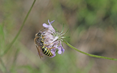 Bembix tarsata