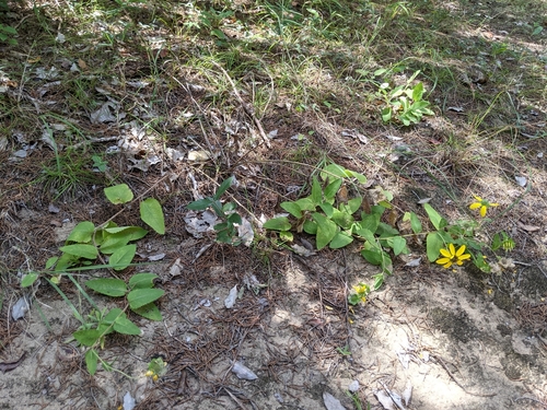 Image of Berlandiera betonicifolia by (c) Alison Northup, some rights reserved (CC BY)