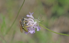Bembix tarsata