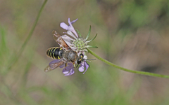 Bembix tarsata