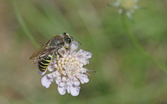 Bembix tarsata