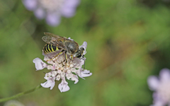 Bembix tarsata
