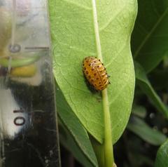 Plagiosterna nigritarsis
