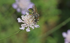 Bembix tarsata