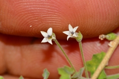 Wimmerella hederacea