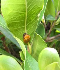 Plagiosterna nigritarsis