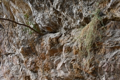 Wimmerella hederacea