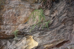 Wimmerella hederacea