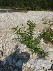 Salix schwerinii