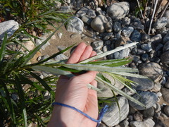 Salix schwerinii