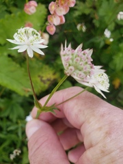 Astrantia bavarica