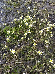 Ranunculus confervoides