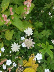 Astrantia bavarica