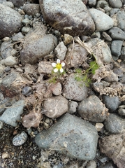 Ranunculus confervoides