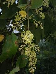 Aspidopterys cordata
