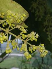 Aspidopterys cordata
