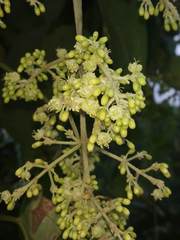 Aspidopterys cordata