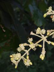 Aspidopterys cordata