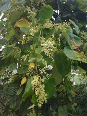 Aspidopterys cordata