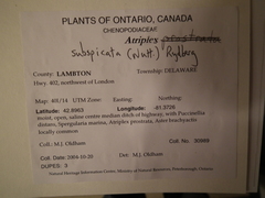 Atriplex dioica