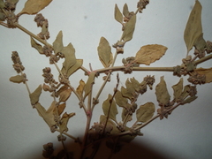 Atriplex dioica