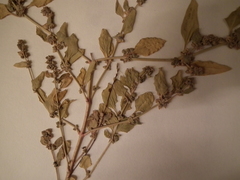 Atriplex dioica