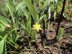 Hypoxis argentea