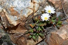 Delosperma esterhuyseniae