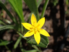 Hypoxis argentea