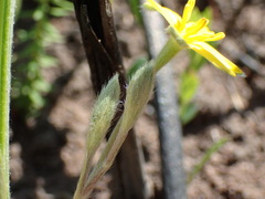 Hypoxis argentea