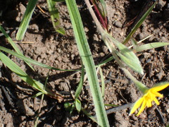 Hypoxis argentea