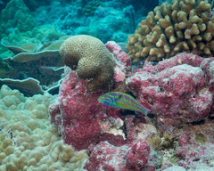 Thalassoma quinquevittatum
