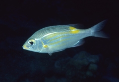 Striped Large-Eye Bream photo 3