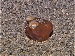 Sepiadarium austrinum