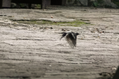 Enicurus schistaceus