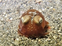 Sepiadarium austrinum