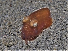 Sepiadarium austrinum