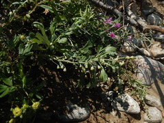 Artemisia lagocephala