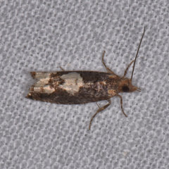 Epinotia trigonella