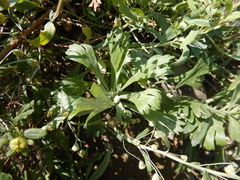 Artemisia lagocephala
