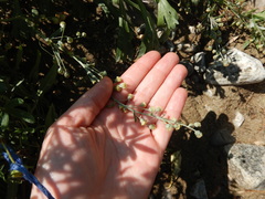 Artemisia lagocephala