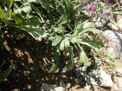 Artemisia lagocephala
