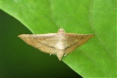 Hypolamprus