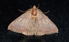Achaea violaceofascia