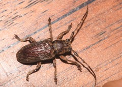 Pterolophia tuberculatrix