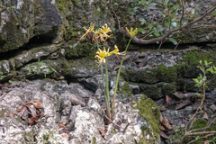 Lycoris aurea